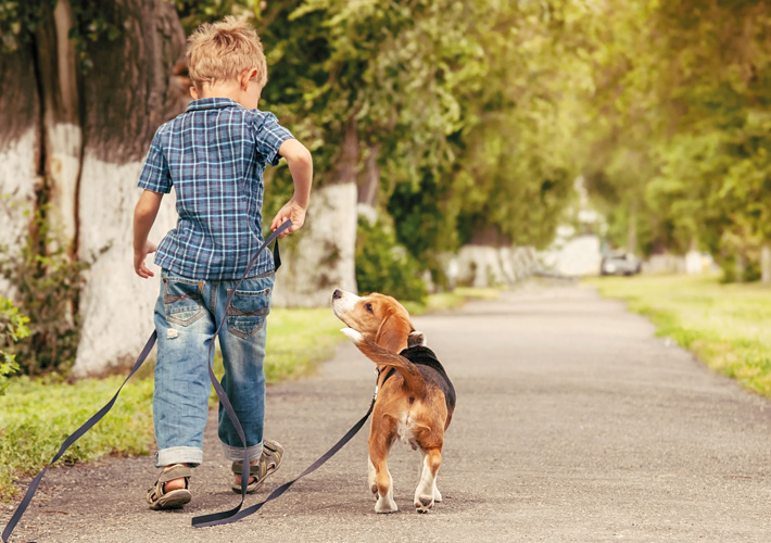 Sport- & Familienhundezentrum Dog Dream